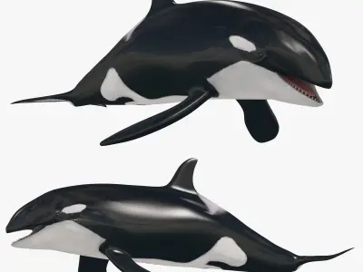 Killer Whale 8K- 3d animated 3D model