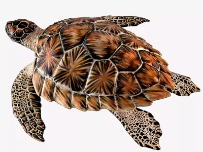 Hawksbill Sea Turtle 3D model