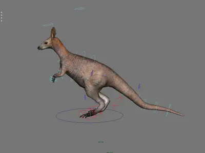 kangaroo australia wallabie red hop outback marsupial  3D model