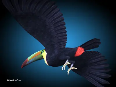 Toucan B - Flight 3D model