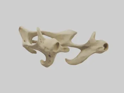 Cheetah Pelvis Low-poly 3D model