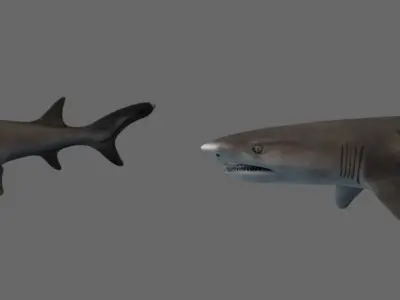 Whitetip Reef Shark Low-poly 3D model