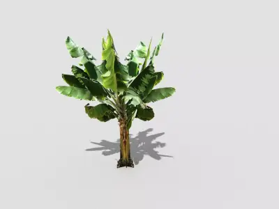 banana tree Low-poly 3D model