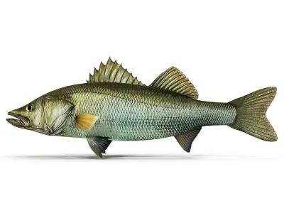 Zander bass fish Low-poly 3D model