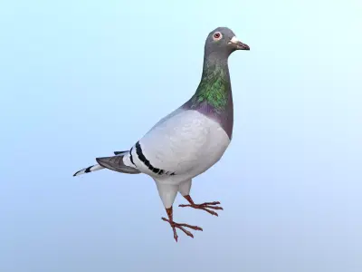 Pigeons Dove Low-poly 3D model