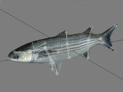 Cipal - mullet Low-poly 3D model