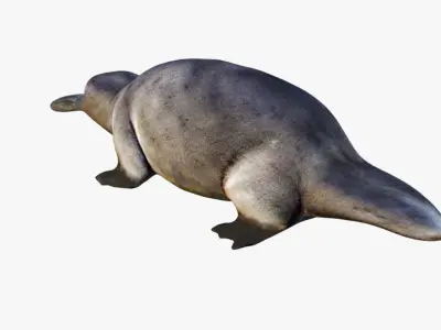 Platypus Free 3D model