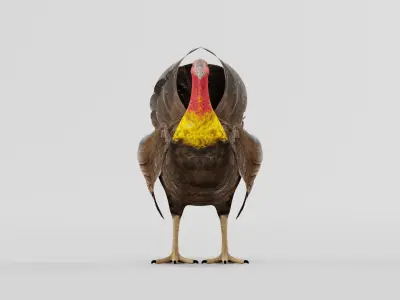 Australian brush turkey bird  Low-poly 3D model