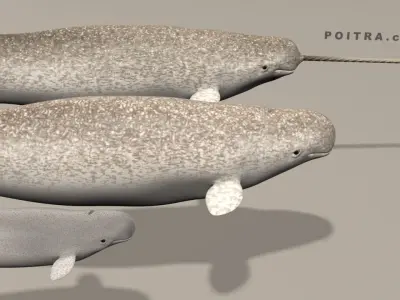 Narwhal Whales Family - Monodon Monoceros - Male Female Calf -  3D model
