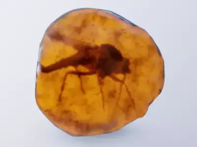 3D Amber Fossil with Preserved Mosquito Low-poly 3D model