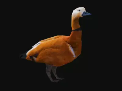 Duck 3d model Low-poly 3D model