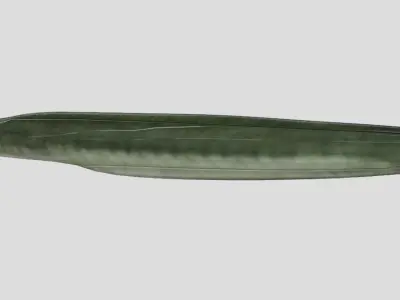 American Eel Realistic Animated Low-poly 3D model