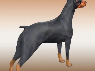  Doberman Dog Rig 3D model