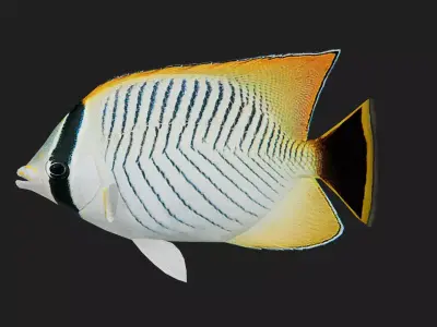 Butterflyfish Low-poly 3D model