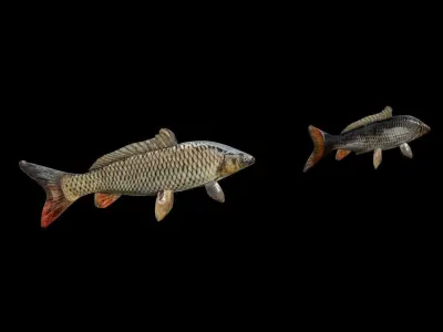 Fish Pack Low-poly 3D model