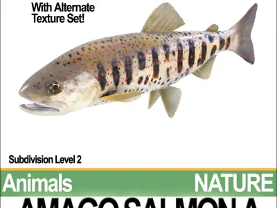 Amago Salmon A 3D model