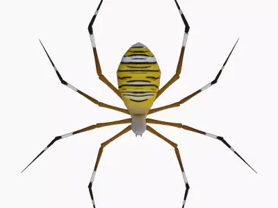 ANIMATED TIGER SPIDER Low-poly 3D model