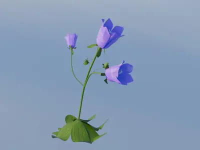 CanterburyBell flower 3D print model