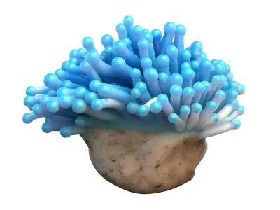 Coral collection 21-30   Low-poly 3D model
