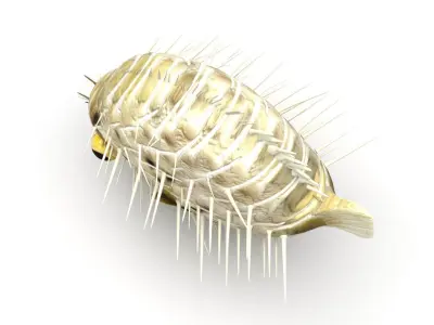 Blowfish 3D model