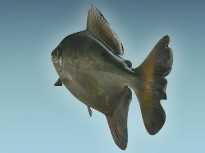 Bawal Fish 3D model