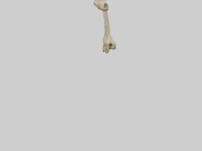 Cheetah Femur Low-poly 3D model