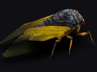 Cicada Insect Realistic Asian Bug Lowpoly Animated Low-poly 3D model