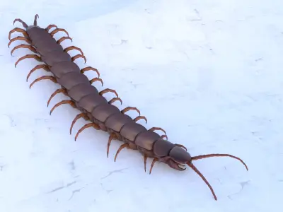 Centipede Rigged animated  Low-poly 3D model