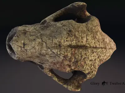 3D Cheetah Skull Model Free low-poly 3D model