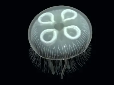 Jellyfish rigged and animated for Cinema 4d Low-poly 3D model