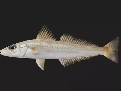 Silversillago Low-poly 3D model