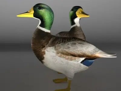 The Duck Low-poly 3D model