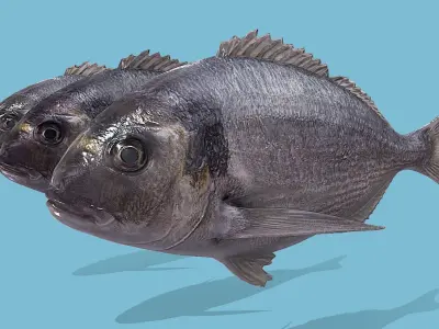 Gilt-head bream Low-poly 3D model