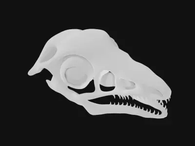 Archaeopteryx skull 3D model
