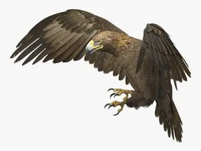 Golden Eagle Animated