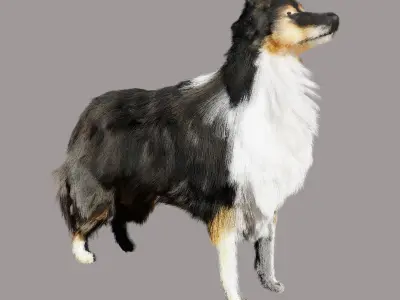 Sheltie dog pet Free 3D model