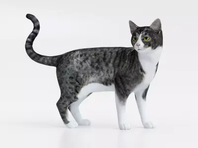 Realistic Cat tabby Low-poly 3D model