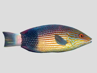 Mauritius hogfish 3D model