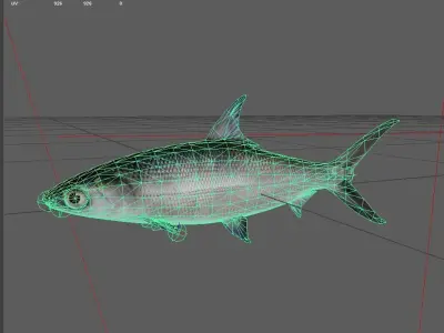 Chanos Low-poly 3D model