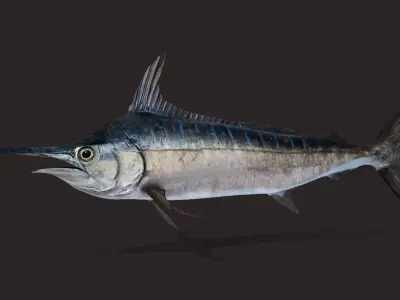 Blue Marlin Animated 3D model