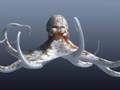 Cayman Octopus 3D model