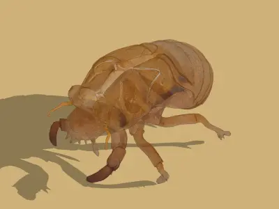 Cicada exoskeleton Low-poly 3D model
