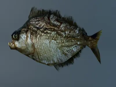 Low poly piranha fish 3D model