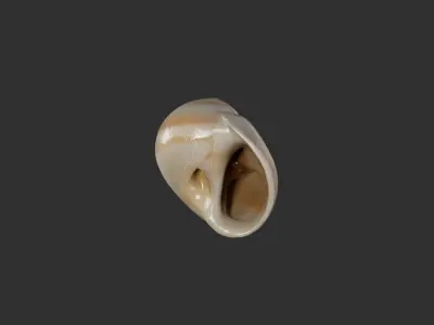 Sea Shell 1 3D model