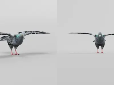 Pigeon Bird Breed 3D model