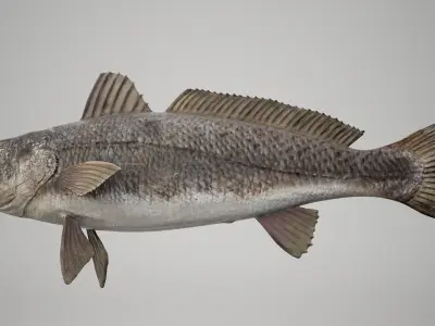 Tigertooth Fish 3D model