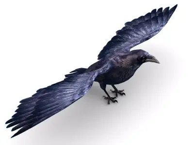 Low Poly Black Raven Wild Bird Crow Low-poly 3D model