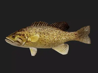 Smallmouthbass Low-poly 3D model