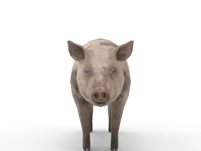 Oxford Pig Free 3D model