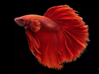 Fiery Phoenix Hyper-Realistic Red Betta Fish Sculpture Low-poly 3D model